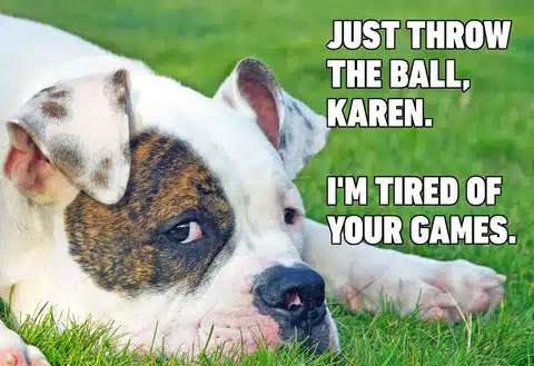 10 Furry Funny Dog Memes | The Buddy System – The Buddy System