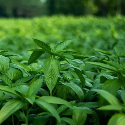 Egyptian Spinach Seeds   Rau Day   AKA. Corchorus Olitorius Molokhia, Ewedu, Saluyot Seeds, Non GMO, Untreated.