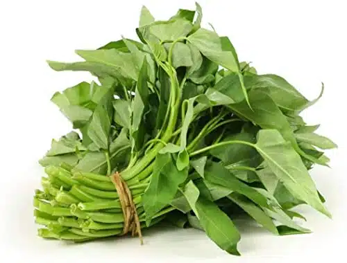 + Rau Muong  Kong Xin CAI  Ong Choy Seeds for Planting  Vegetable Seeds for Yard & Garden Made in USA  Non GMO  Heirloom  Organic  High Germination Rate