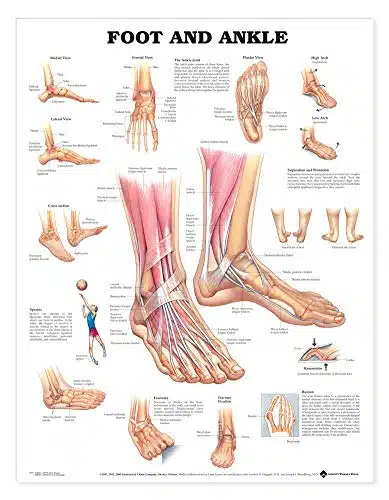 Foot and Ankle Anatomical Chart