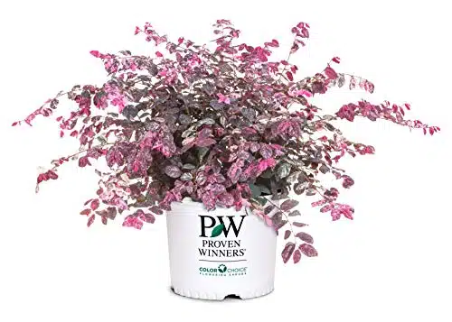 Proven Winner Jazz Hands Loropetalum, Gal, Variegated Pink and White Foliage