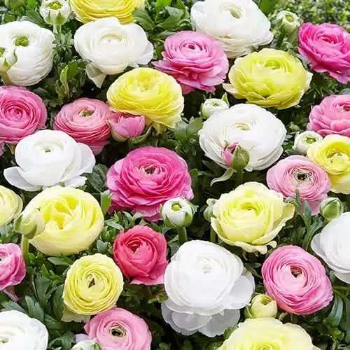 Pastel Mixed Ranunculus Bulbs for Planting   Buttercup Color Mix Value Bag   Plant in Gardens, Borders & Flowerbeds   Easy to Grow Fall Flowers Bulbs by Willard & May