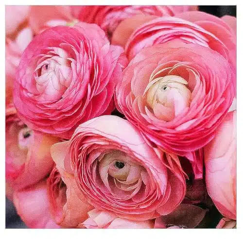 Pink French Peony Ranunculus   Largest Size Corms