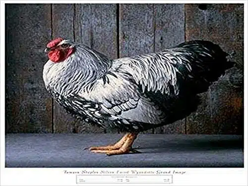 buyartforless Silver Laced Wyandotte by Tamara Staples xArt Print Poster Chicken Poultry Cocks and Hens